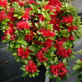 50 Red Azalea Seeds (Rhododendron bakeri) - Cumberland Azalea for Landscaping