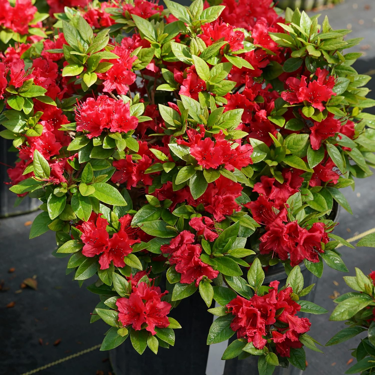 50 Red Azalea Seeds (Rhododendron bakeri) - Cumberland Azalea for Landscaping
