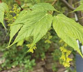 Acer tegmentosum Seeds – Manchurian Snakebark Maple