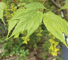 Acer tegmentosum Seeds – Manchurian Snakebark Maple