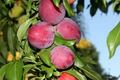 Santa Rosa Plum Tree (Prunus salicina) - 2ft Tall Live Starter Plant