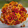 Aztec Mix Zinnia Seeds - 100+ Mix Colors, Heat-Tolerant Annual