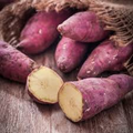Japanese Murasaki Sweet Potato Vines - 20 Rooted Cuttings, Red Skin, Yellow Flesh