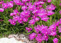 Delosperma cooperi Hardy Ice Plant Unrooted Cuttings - Magenta, 5-6" (30 pcs)
