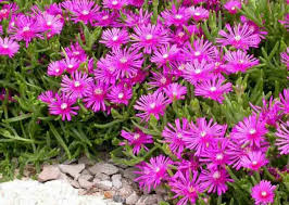 Delosperma cooperi Hardy Ice Plant Unrooted Cuttings - Magenta, 5-6" (30 pcs)