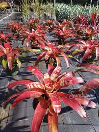 Bromeliad Neoregelia Gazpacho Starter Plant | Red & Orange Foliage