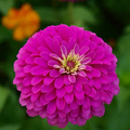 Zinnia Violet Queen Seeds (100) - Purple Annual, Non-GMO, Easy Grow, Pollinator Friendly