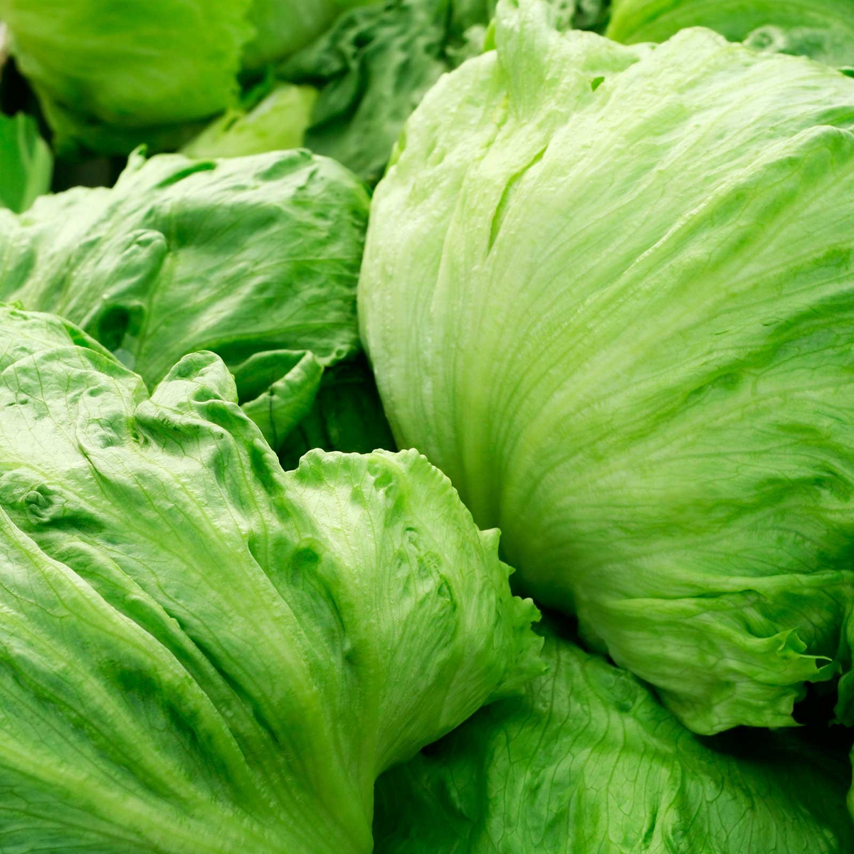 Iceberg Lettuce Seeds - Non-GMO, Heirloom, 400 Seeds | 70 Days to Maturity
