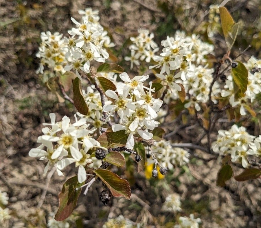 Amelanchier alnifolia Seeds – Saskatoon Shrub Tree Seeds for Planting