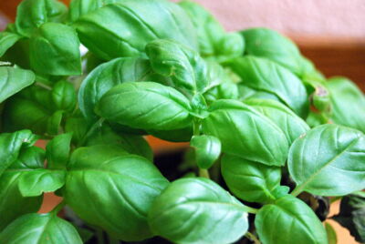 Basil Genovese (Ocimum basilicum) - 1000 Seeds | Heirloom Italian Herb
