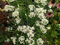 Flowering Chinese Leek (Allium tuberosum) - 100 Seeds, Garlic Chives, Heirloom & Non-GMO