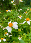 Bidens alba (Spanish Needles) Seeds - 25 Pack | Drought-Tolerant, Pollinator-Friendly