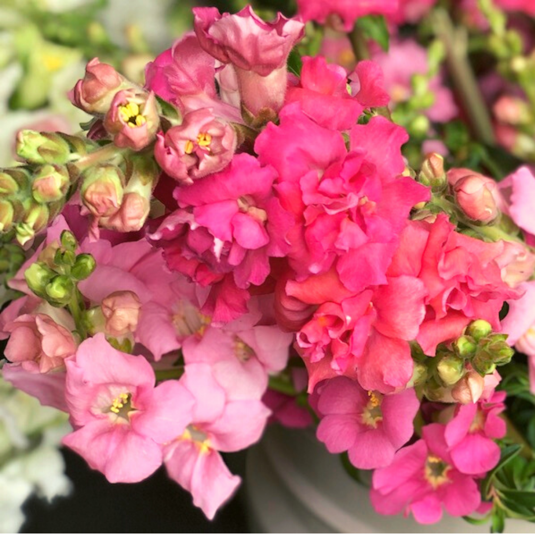 Antirrhinum majus Madame Butterfly Rose Snapdragon Seeds - 1000+ Seeds