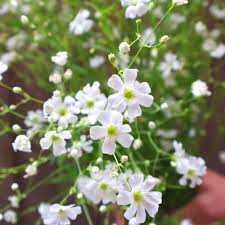 Gypsophila elegans Covent Garden White Seeds – Baby’s Breath, 100 Seeds (~300 mg) – Annual