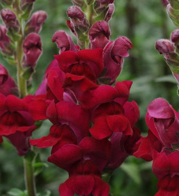 Antirrhinum majus Potomac Crimson Snapdragon Seeds | 1000+ Deep Red Flowers for Garden & Cut Flowers