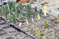 1 Foot Cactus Unrooted Cuttings | Propagation for DIY Garden Cactus - Folia Flora