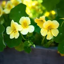 Moonlight Nasturtium (Tropaeolum majus) Seeds – 15 Soft Creamy-Yellow Blooms, Edible Flowers & Leaves