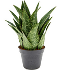 Sansevieria francisii - Live Snake Plant, 7-10" Tall in 4" Pot