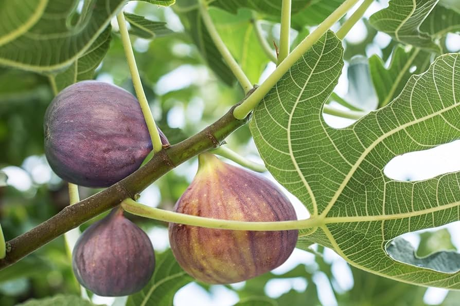 Ischia Fig (Ficus carica) - Live Well-Rooted Starter Plant, Zone 6-9