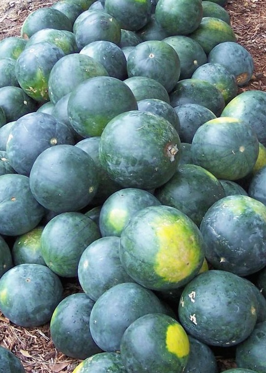 Sugar Baby Watermelon Seeds - Heirloom, Non-GMO, 6-12 lb Fruit, 80 Days