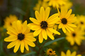 Helianthus angustifolius Swamp Sunflower Seeds - 250 mg for Wetlands & Pollinator Gardens