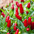 Thai Hot Pepper Seeds - Heirloom Capsicum annuum, Compact, High-Yielding (25 Seeds)