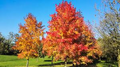 American Sweet Gum Tree Seeds (Liquidambar styraciflua) - 15 Seeds for Landscaping & Shade