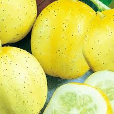 Lemon Cucumber Seeds - Heirloom, Non-GMO, 65 Day Maturation, 36-48in Plants, 3-4in Fruits