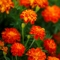 French Marigold Panther Seeds - 200 Non-GMO Dwarf Flowers for Edible, Pollinator-Friendly Garden