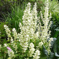 Clary Sage White Swan Seeds (Salvia) - 200 Seeds, Non-GMO, Pollinator Friendly