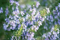 Rosemary Seeds (Salvia rosmarinus) – 25 Seeds for Culinary & Ornamental Gardens