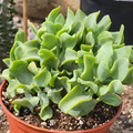 Ripple Jade Succulent - 3" Rooted Plant Crassula undulatifolia | Wavy Blue-Green Foliage