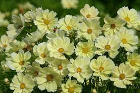 Xanthos Cosmos Seeds (Cosmos bipinnatus 'Xanthos') - 200+ Soft Yellow Seeds for Annual Beds & Containers