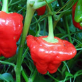 Jamaican Red Mushroom Pepper Seeds - Capsicum chinense, Heirloom, Non-GMO
