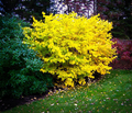 Spicebush Lindera Benzoin Bare Root Shrubs — 2 plants, 12", Zones 4-9
