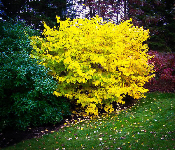 Spicebush Lindera Benzoin Bare Root Shrubs — 2 plants, 12", Zones 4-9