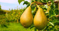 Bartlett Pear Tree Seeds (Pyrus communis) - 10 Seeds for Sweet Edible Pears