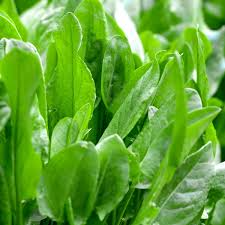 Sorrel Seeds - Heirloom, Non-GMO | Tangy Lemon Flavor, Perennial Herb, 18-24" Tall
