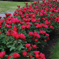 Knock Out Red Rose Bush Cuttings - 6" Unrooted Live Plant, Fast-Growing flowering shrub, USDA Zones 5-9
