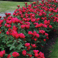 Knock Out Red Rose Bush Cuttings - 6" Unrooted Live Plant, Fast-Growing flowering shrub, USDA Zones 5-9