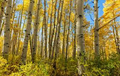 Quaking Aspen Trees (Populus tremuloides) Bare Root Seedlings - 8-14 inches