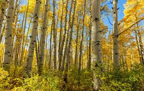 Quaking Aspen Trees (Populus tremuloides) Bare Root Seedlings - 8-14 inches