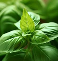 Basil Genovese Seeds (Ocimum basilicum) Heirloom Italian Herb - 4000 Seeds