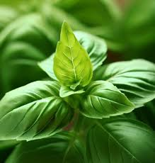 Basil Genovese Seeds (Ocimum basilicum) Heirloom Italian Herb - 4000 Seeds