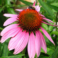 Bright Pink Coneflower Seeds (Echinacea purpurea) - 200+ Seeds for Perennial Blooms