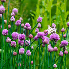 Chive Herb Seeds - Allium schoenoprasum | Heirloom Perennial, 150 Seeds