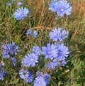 Chicory (Cichorium intybus) Seeds - 300 Heirloom, Edible Leaves & Coffee Substitutes