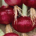 Southport Red Globe Onion Seeds - Heirloom Long-Day Onion, 250mg