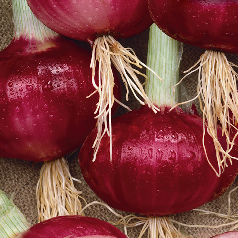 Southport Red Globe Onion Seeds - Heirloom Long-Day Onion, 250mg
