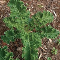 White Russian Kale Seeds - Heirloom, Non-GMO, Frost-Tolerant, Fast Growing